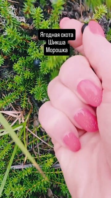 Ягодная миссия! Шикша и морошка!🍒🥰❤️ #nastikae