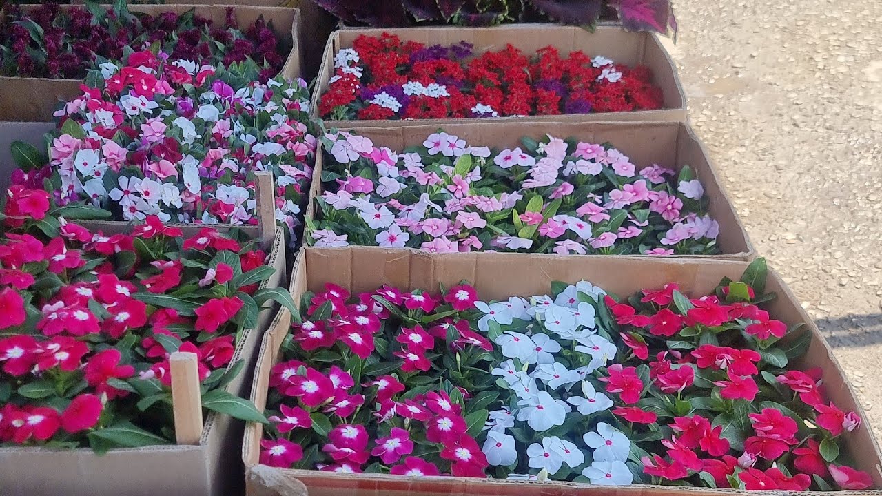 АНДИЖОН ЖАХОН БОЗОРИ ОПТОМ ГУЛ БОЗОРИ ДЕХКОННИ КУЛИ ДАРД КУРМАСИН дебЛАЙК БОСАМИЗ 94 437 08 80