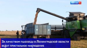 За качеством пшеницы в Ленинградской области ведут пристальное наблюдение