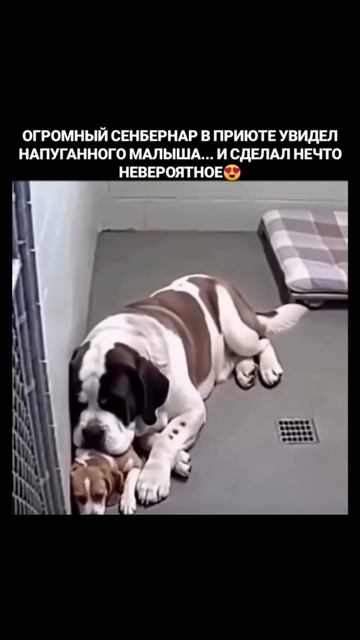 Милота #животные
