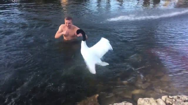 Лебедь унижает отдыхающих