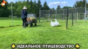 Идеальное птицеводство достойно восхищения 🐓🦆🦢🦚🦃🐔 эпизод (538)