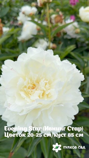 Evening Star Peony. Ивнинг Стар пион. Пулков сад