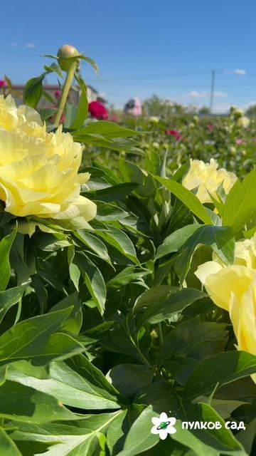 Bartzella Peony. Барцелла пион. Пулков сад