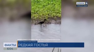 Краснокнижная каравайка попала на видео в Усть-Лабинском районе