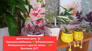 ЦВЕТОЧНЫЕ ДЕЛА.🌸🍀 ПРИМУЛИНЫ 💖🌷РАЗМНОЖАЕМ ЭПИПРЕМНУМЫ И ДР. ЛИАНЫ 🍀БОЛТАЛКА.🌺🌳