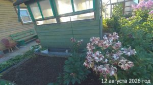 7 соток. Сажаю клубнику, а дождик ее поливает. Хроника 12 августа 2026 год
