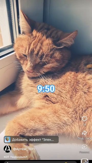 кот тыкает