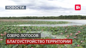 Экотропы и настилы у воды: озеро лотосов преобразилось.13/08/2026