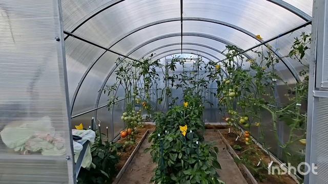 Наши 8,4 сотки 🏡 Собираю урожай перца,помидор и немного клубники👍