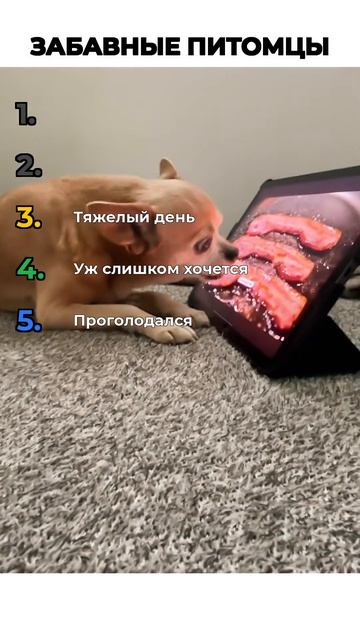 ЗАБАВНЫЕ ПИТОМЦЫ