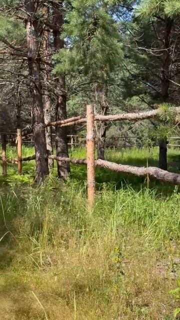Лесное яблоко слаще не бывает