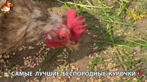 Цыплята и Курочки селяночки лучшие беспородные несушки 🥚 (507)