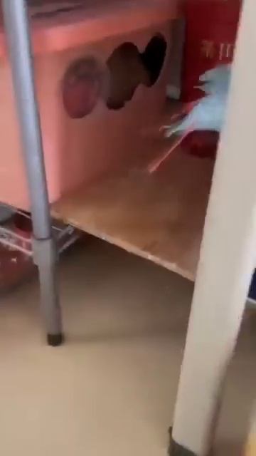 Попуг прихорашивается