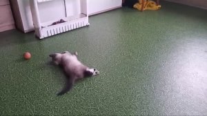 Игривый котёнок