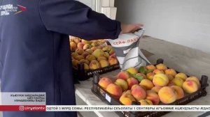 Россельхознадзор баурӕдта республикӕмӕ Гуырдзыстонæй æвзæрхъæд алтъамиты 20,5 мин тоннæйы æрбаласт
