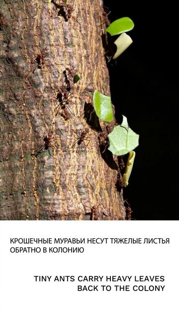 Муравей