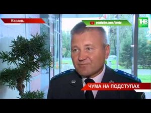 На пороге республики - африканская чума свиней: вирус обнаружили в Ульяновской области | ТНВ