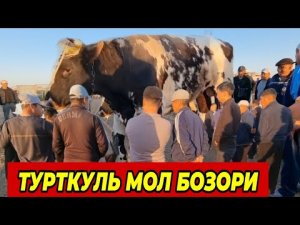 22 февраля 2026 г. ТУРТКУЛЬ МОЛ БОЗОР НАРХЛАРИ