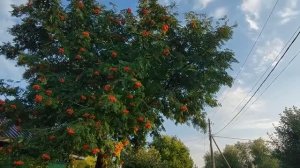 Приглашаю прогуляться по дачным улочкам😊