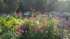 Прекрасное утро на даче