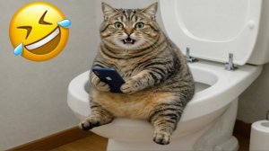 ПОПРОБУЙ НЕ ЗАСМЕЯТЬСЯ - ПОДБОРКА МЕМЕНЫХ ТИК-ТОК КИСОК! МЕМЫ С КОТИКАМИ