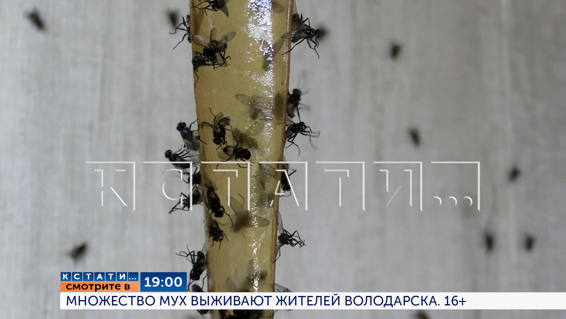 Смотрите сегодня в 19.00 в программе «Кстати»: Множество мух выживают жителей Володарска