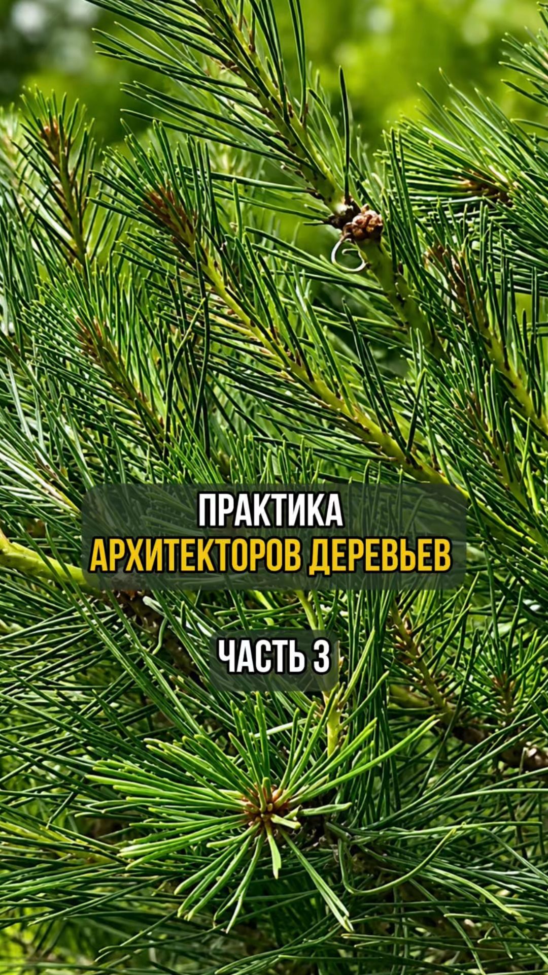 Практика архитекторов деревьев. Часть 3