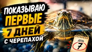 У меня появилась черепаха - KnyazRoman2
