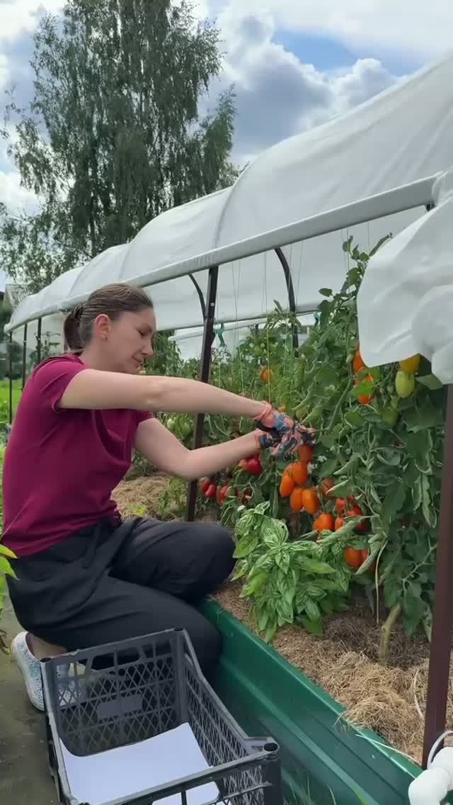 Как собрать семена со своих томатов