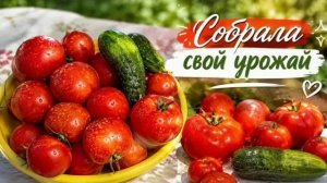 Официально Я. 11 августа 2026 г.