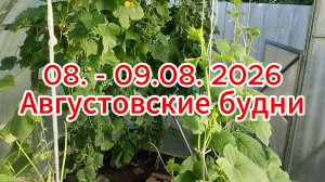 08. - 09.08. 2026 Августовские будни