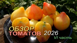 🍅Обзор коллекционных сортов ТОМАТОВ сезона 2026. VI часть