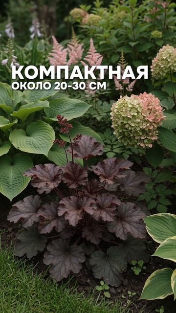 3 самые эффектные гейхеры для сада | Сорта для красивой клумбы