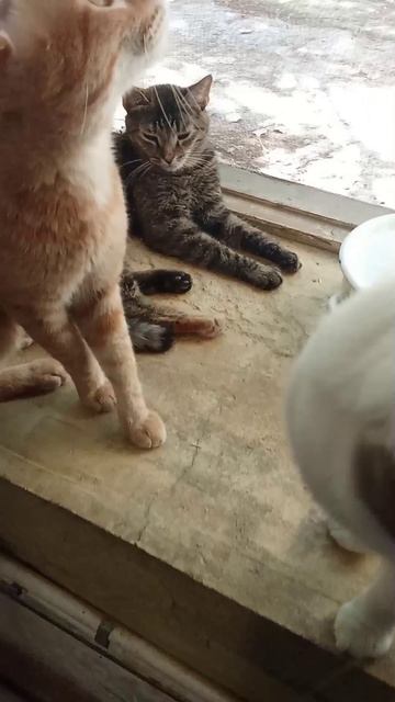 Котэ!