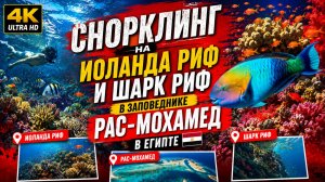 Снорклинг на рифе Иоланда и Шарк риф в заповеднике Рас Мохамед | Египет, 4K