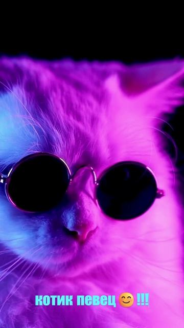 котик певец