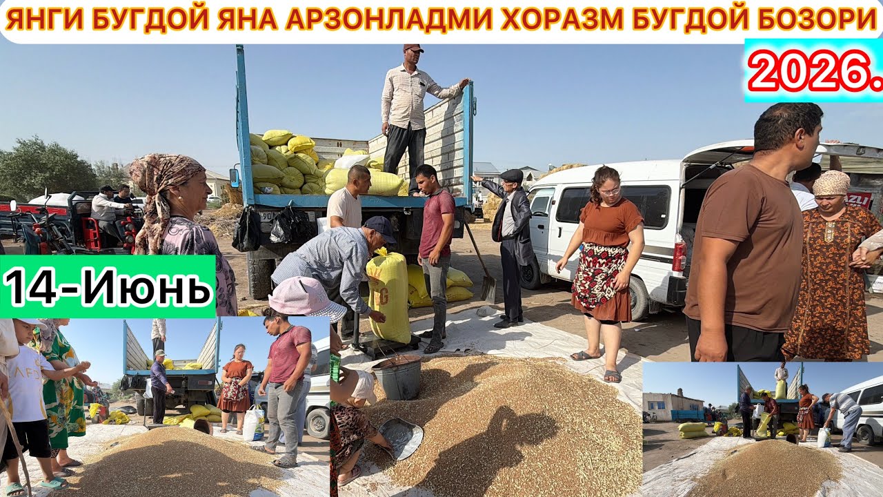 ЯНГИ БУГДОЙ ЯНА АРЗОНЛАДМИ!? ХОРАЗМ БУГДОЙ БОЗОРИ 14-Июнь 2026 г.