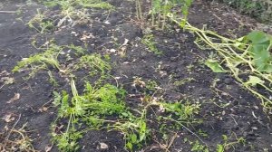 Опробовали новую форму Начала копать картошку Ленимся