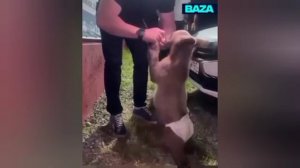 В Ингушетии завели уголовное дело из-за видео, где медвежонка кормят снюсом.