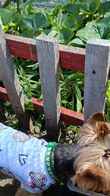 Любопытный нос🐕😄