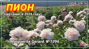ПИОН «Marguerite Gerard»/Сад Ворошиловой