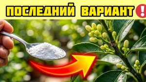 Один ингредиент заставляет лимонное дерево цвести МГНОВЕННО — наконец найден