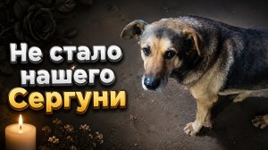 Не стало нашего Сергуни.