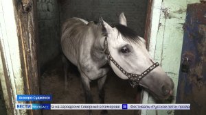 Подозрительная конюшня: анжеросудженцы пожаловались на истощённых лошадей