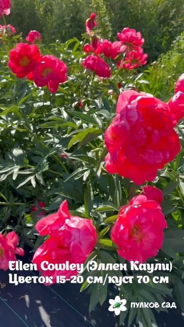 Ellen Cowley Peony. Эллен Коули пион. Пулков сад