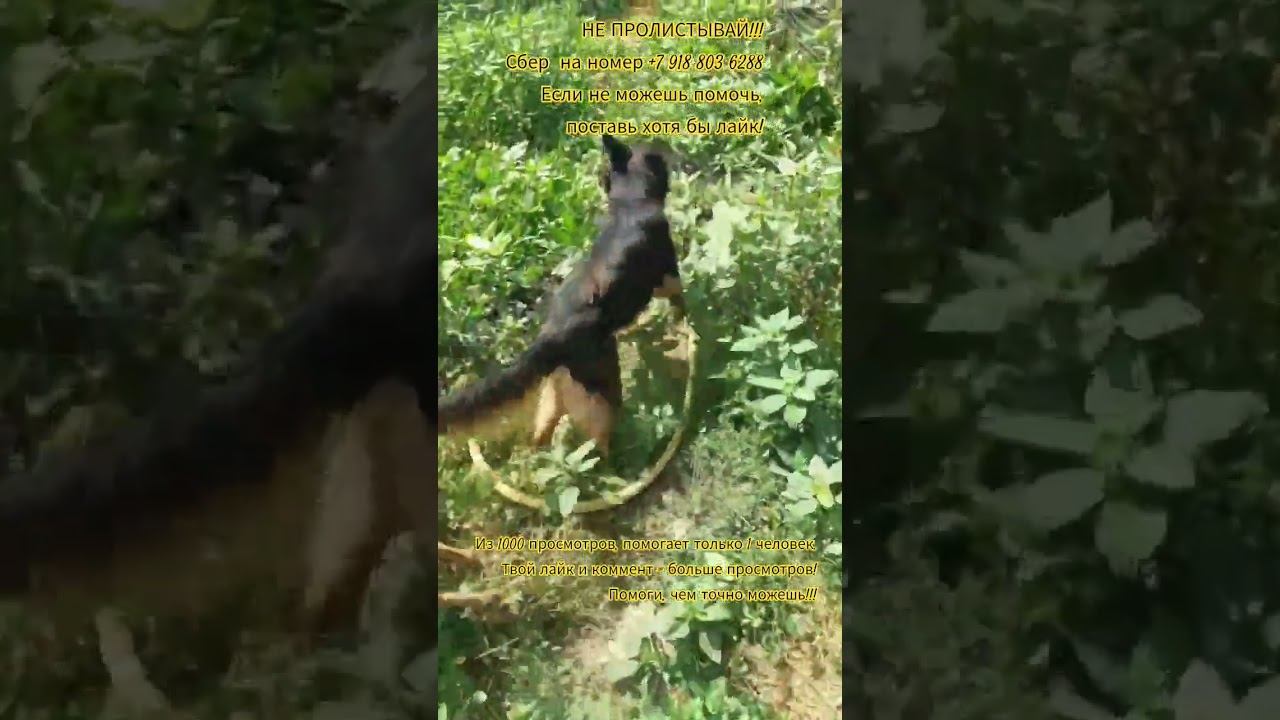Собачки гуляют а я груши собираю. хорошо что есть груши