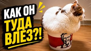 Смех до слёз: лучшие приколы №311