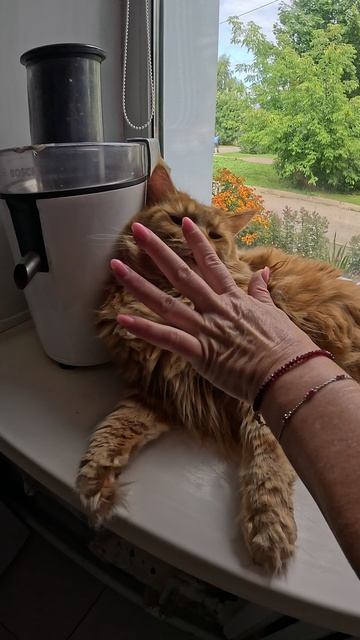Парфюимерный кот