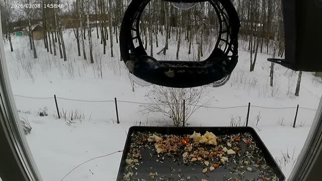 Птицы и фон